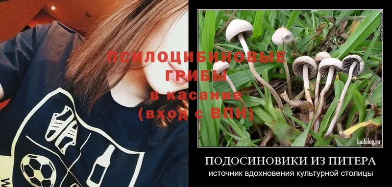 Псилоцибиновые грибы Psilocybine cubensis Сольцы